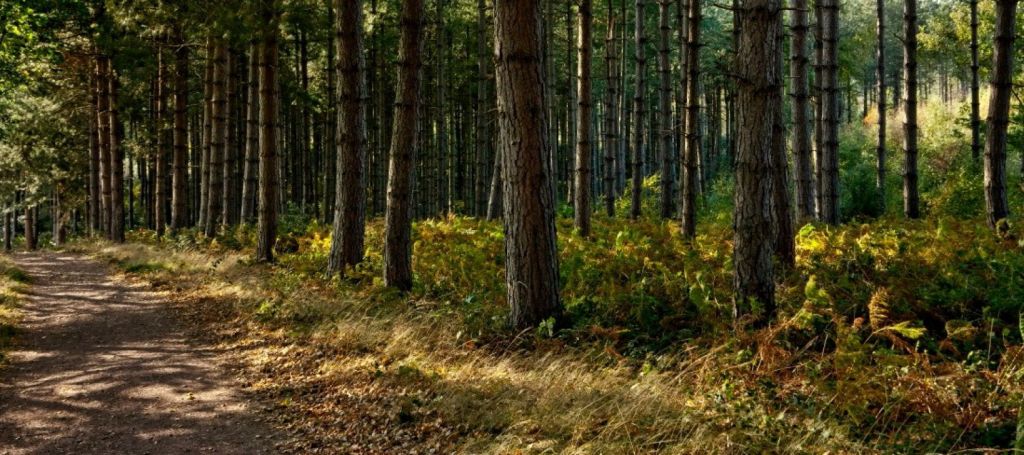 Bosque de Sherwood