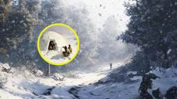 Paisaje nevado