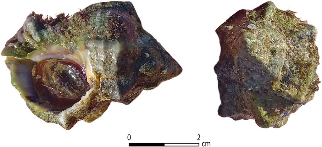 Hexaplex trunculus