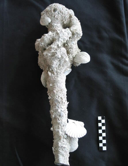 Detalle de la empuñadura de la espada hallada en el Castillo de San Antón
