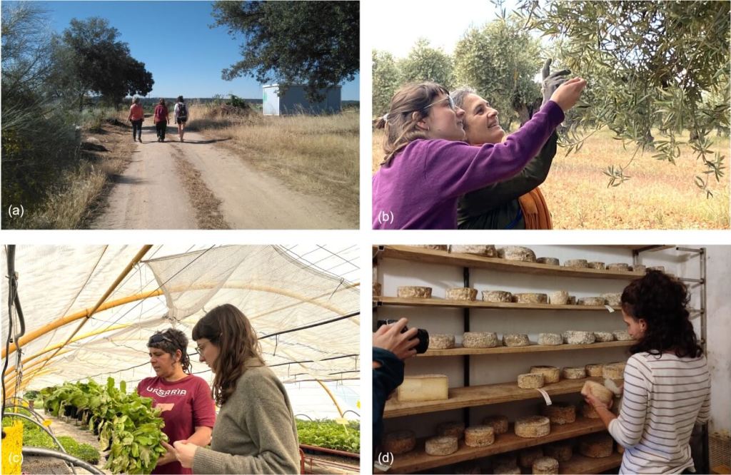 Visita a las diferentes iniciativas agroecológicas para la realización de las entrevistas semi-estructuradas a las mujeres productoras (a) Iniciativa hortícola en Fresnedillas de la Oliva (Comarca de las Vegas); (b) iniciativa frutícola en Morata de Tajuña (Comarca de las Vegas); (c) iniciativa hortícola en El Berrueco (Sierra Norte); (d) iniciativa ganadera en Puebla de la Sierra (Sierra Norte). Créditos de las fotos: (a) Irene Pérez-Ramírez; (b) Marta Mancusi; (c) Noelia Múñoz; (d) propio autor.