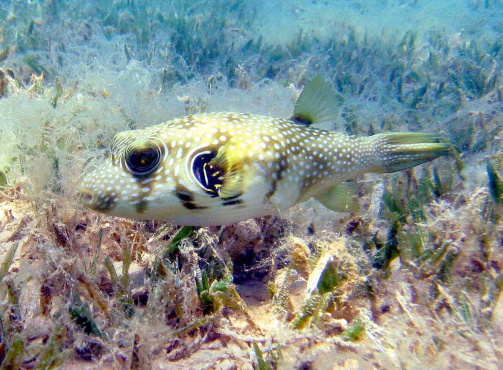 pastos marinos