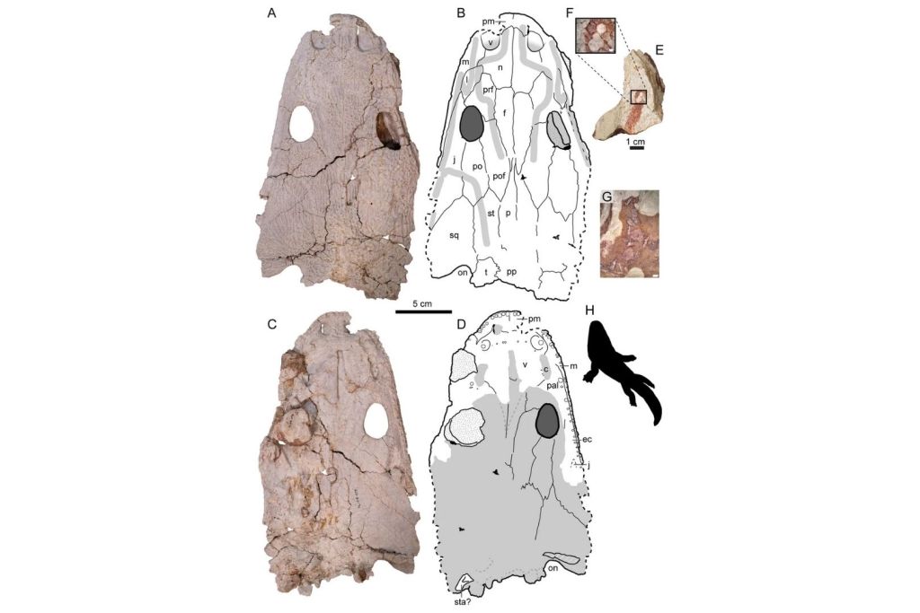 El yacimiento descubierto en Wyoming ha permitido duplicar con creces la cantidad de ejemplares conocidos hasta ahora de Buettnererpeton bakeri