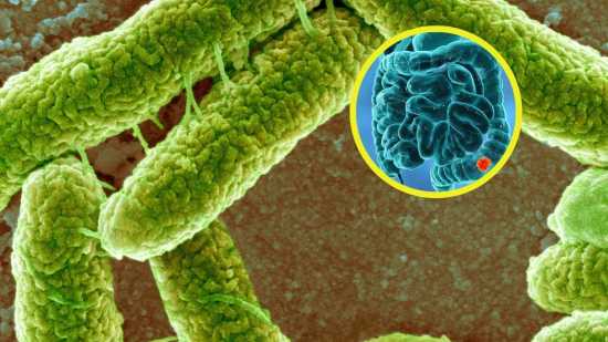 La bacteria que deja una huella en el ADN y podría estar detrás del aumento del cáncer de colon en jóvenes
