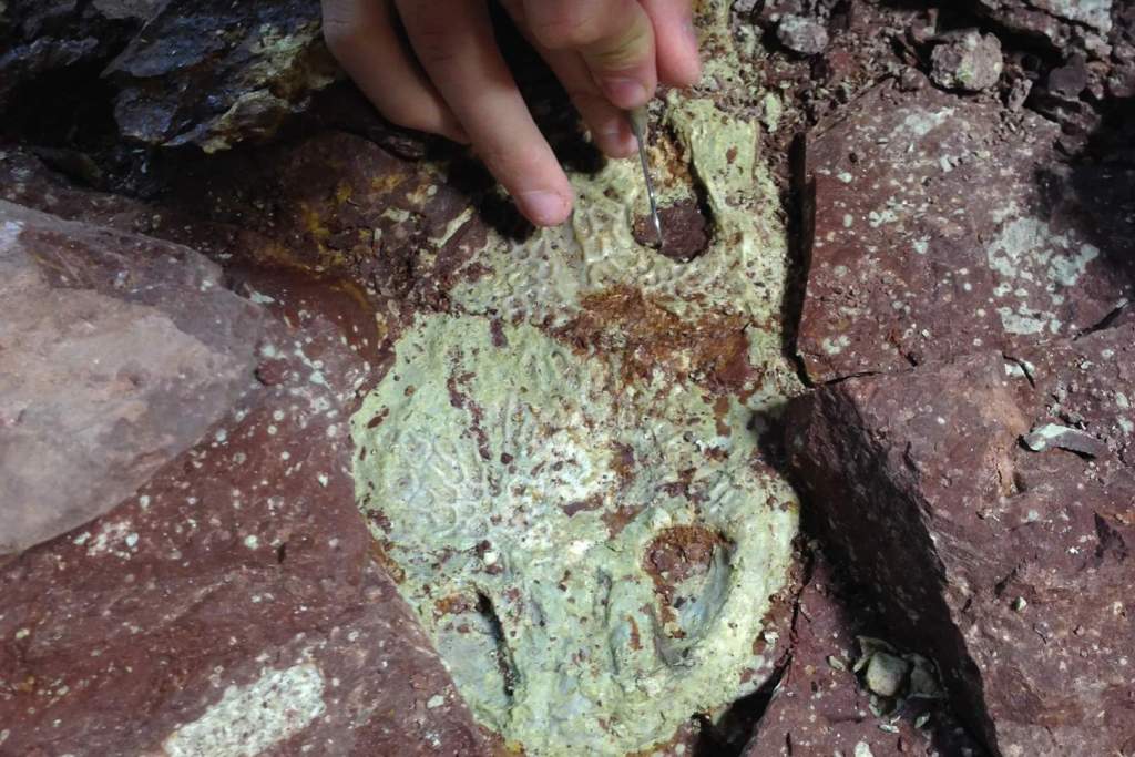Un cráneo de Buettnererpeton bakeri, un antiguo anfibio del Triásico, ha visto la luz por primera vez en 230 millones de años. Los investigadores lo hallaron entre un conjunto de esqueletos fosilizados que se conservaron de forma excepcional y que apenas muestran signos de alteración desde el momento de su enterramiento