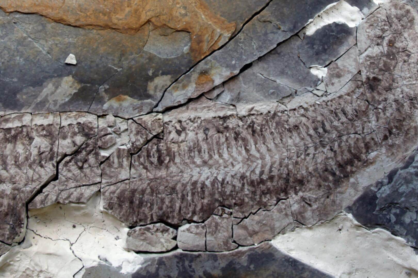 Conoce a Sue, el fósil “al revés”: una criatura sin patas, sin cabeza y con las entrañas intactas que vivió hace 444 millones de años