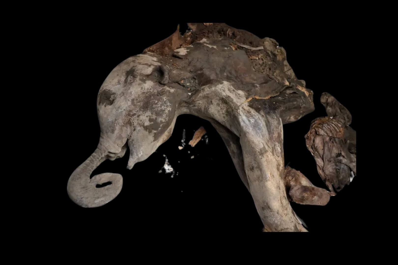 Un equipo de científicos ha realizado una necropsia a la cría de mamut apodada Yana, descubierta en el permafrost siberiano