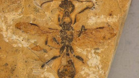 La nueva especie de hormiga del infierno quedó atrapada en una capa de caliza que se formó hace 113 millones de años