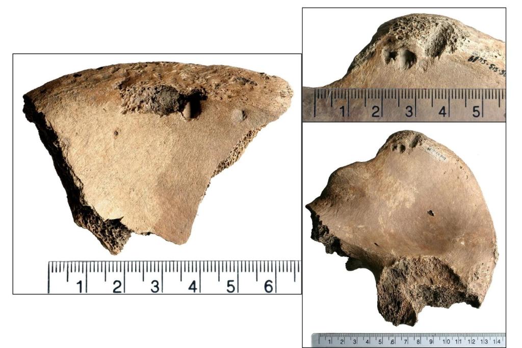 Los investigadores determinaron que las marcas halladas en el hueso ilíaco izquierdo del esqueleto humano coincidían con las provocadas por la mordida de un animal