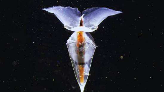 Una mariposa marina recogida por el equipo comenzó a desovar una vez a bordo, lo que permitió a los científicos observar por primera vez el desarrollo de sus huevos