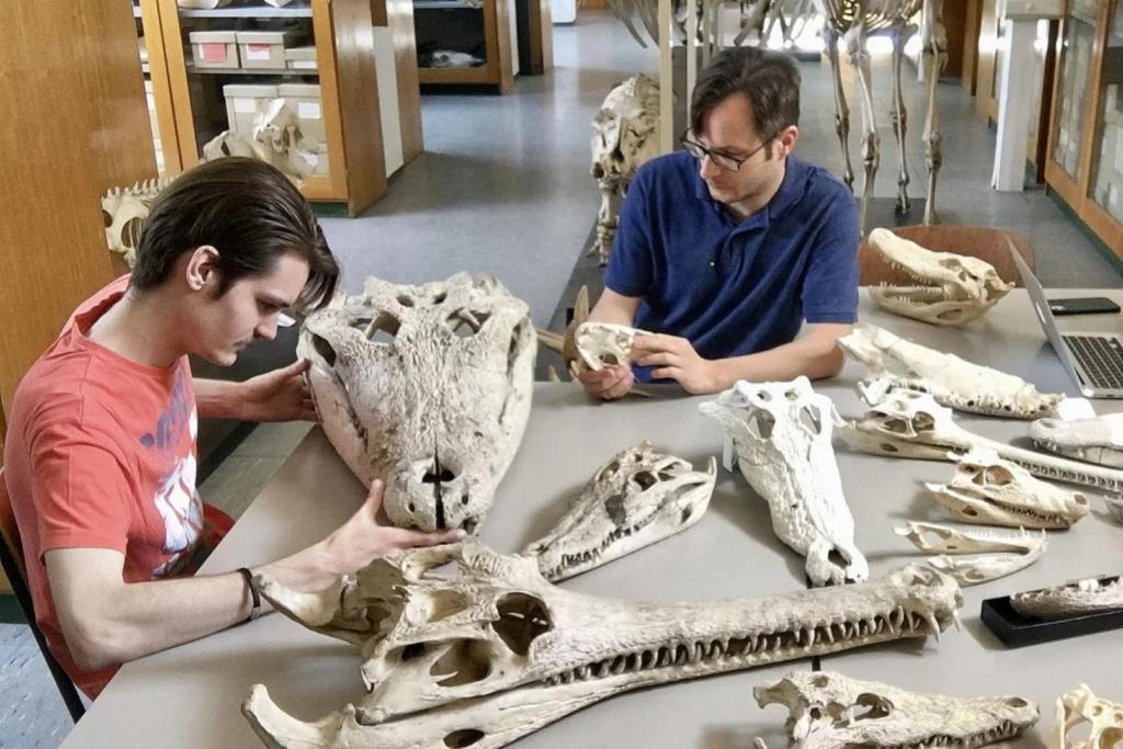 En el Instituto de Zoología de la Universidad de Tubinga, Jules D. Walter y el Dr. Márton Rabi analizan los cráneos de cocodrilos actuales, incluidos ejemplares que ostentan récords de tamaño