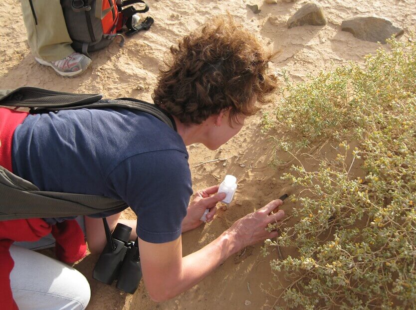 La investigación en Ávila mostrando suelos de los desiertos norteafricanos.