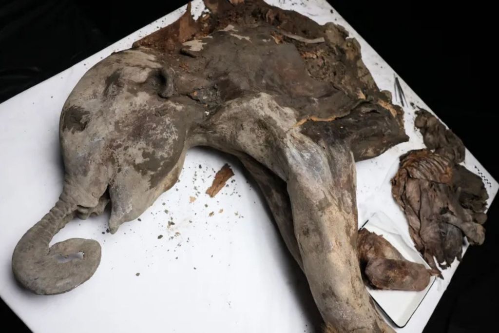 Primer plano de Yana, la cría de mamut mejor conservada jamás encontrada