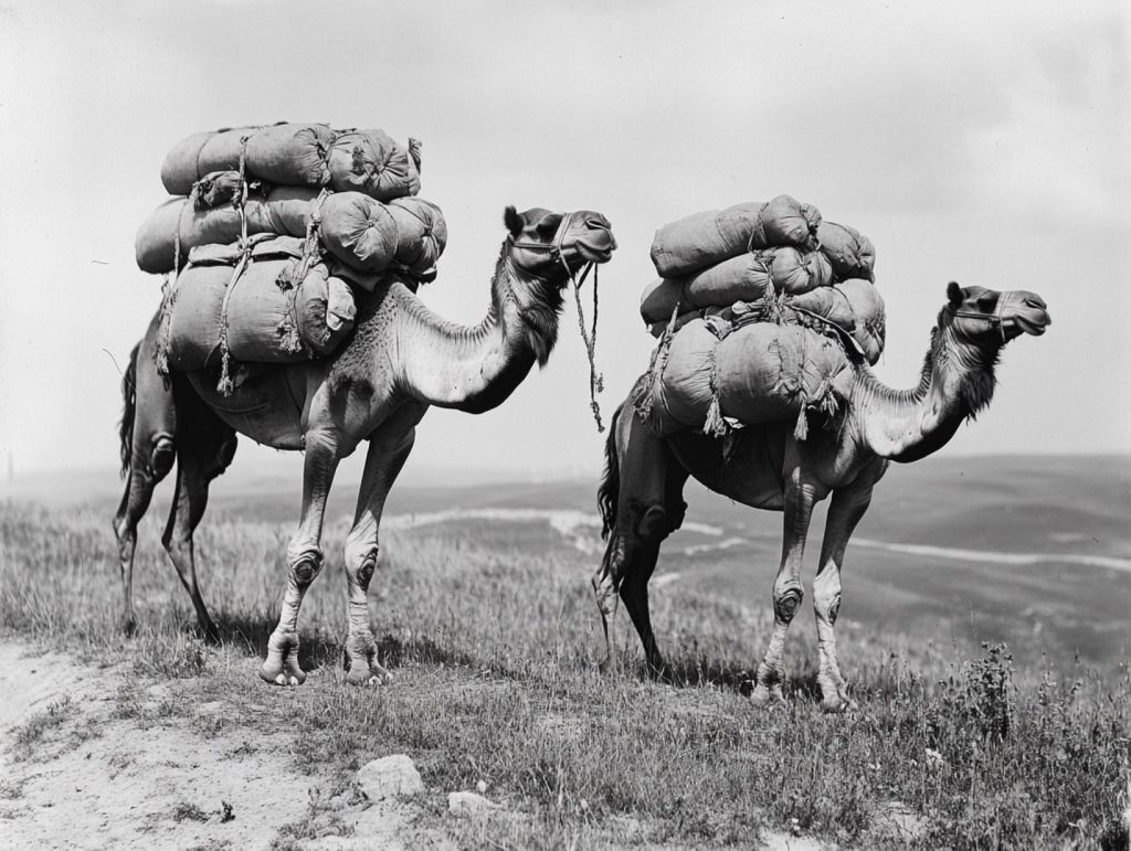Camellos