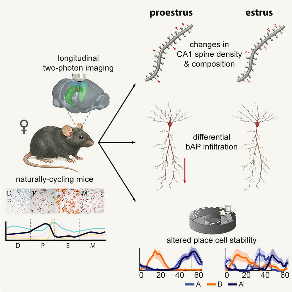 ¿Puede el cerebro cambiar cada pocos días según el ciclo hormonal? La ciencia dice que sí, y mejora la memoria 2