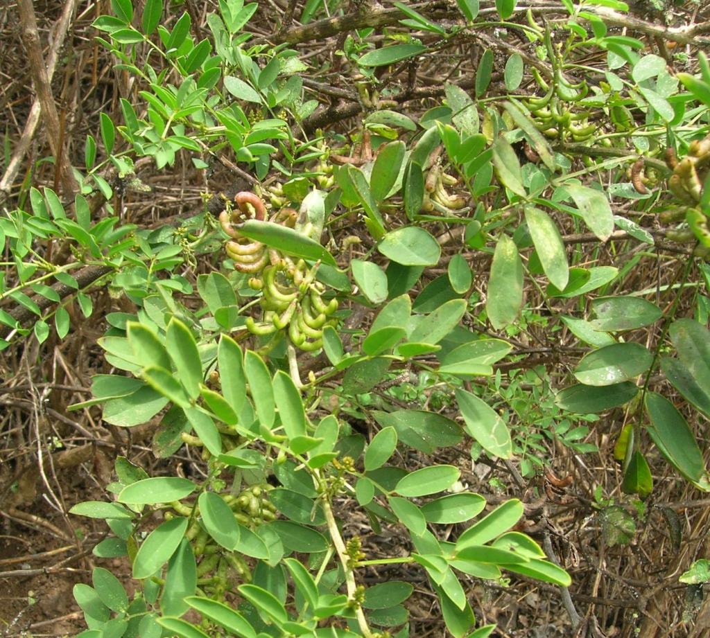 Planta de Indigofera suffruticosa