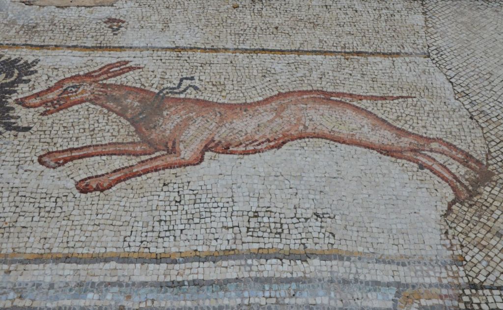 Perro de Cesarea Marítima