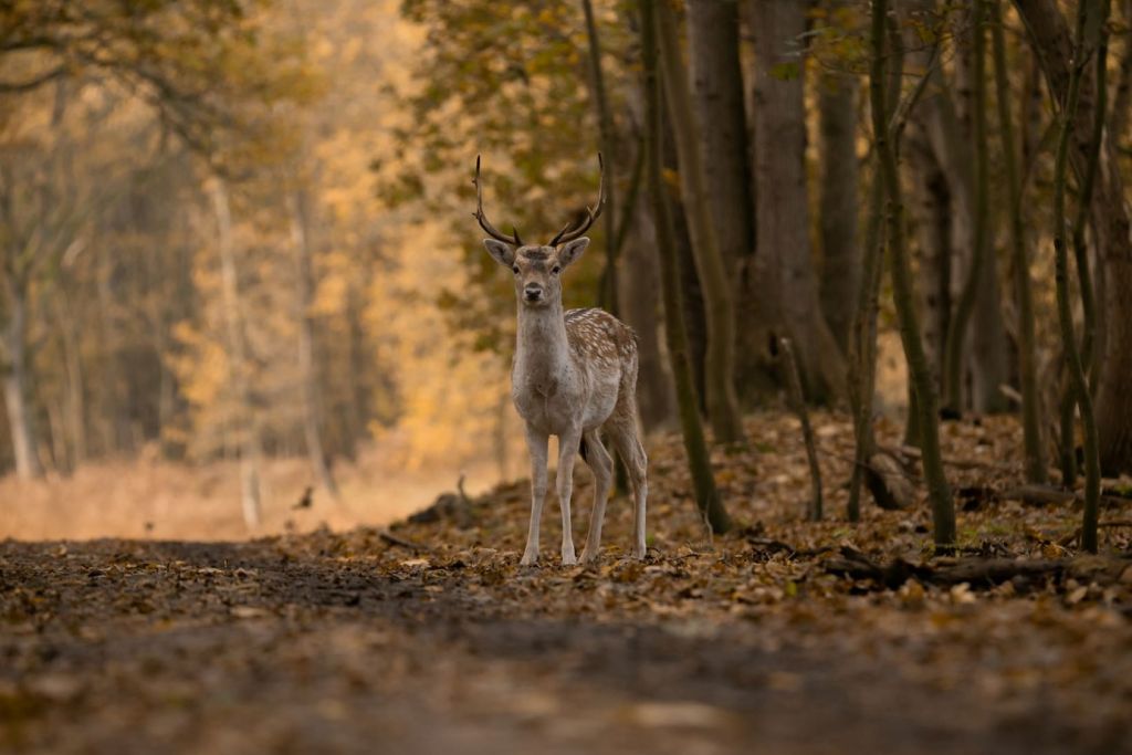 Ciervo en el bosque