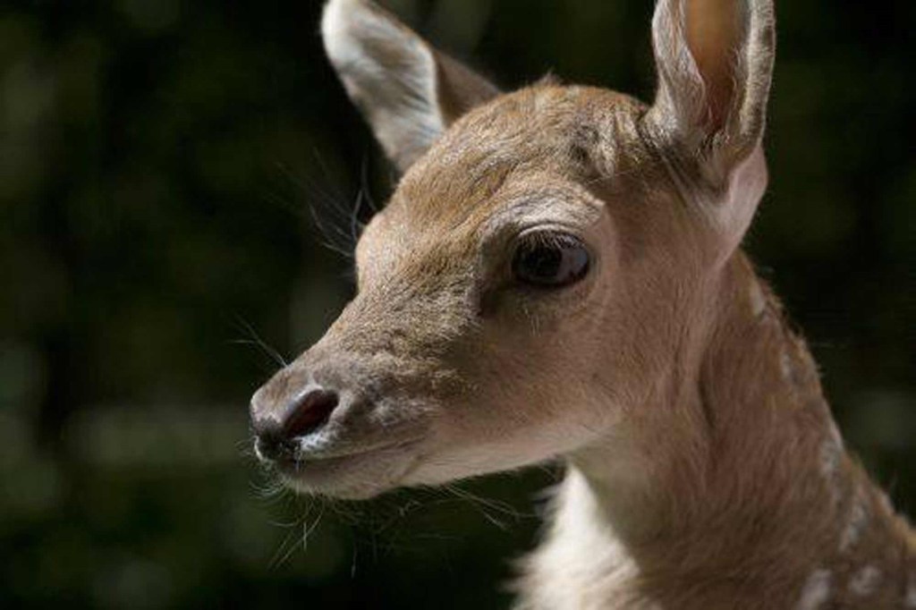 Gamo en Phoenix Park