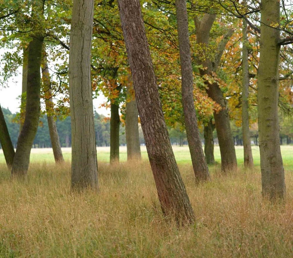Parque de Phoenix, Dublín