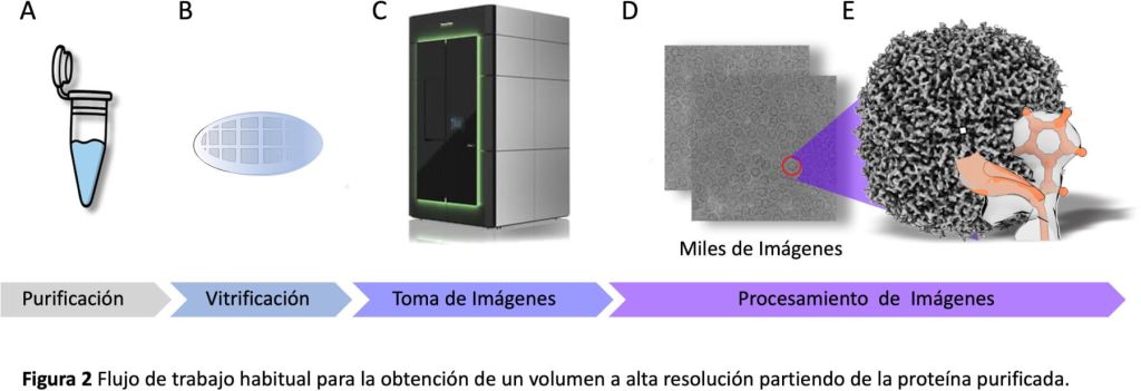 La célula y la criomicroscopía correlativa: así se revelan sus estructuras en tiempo real