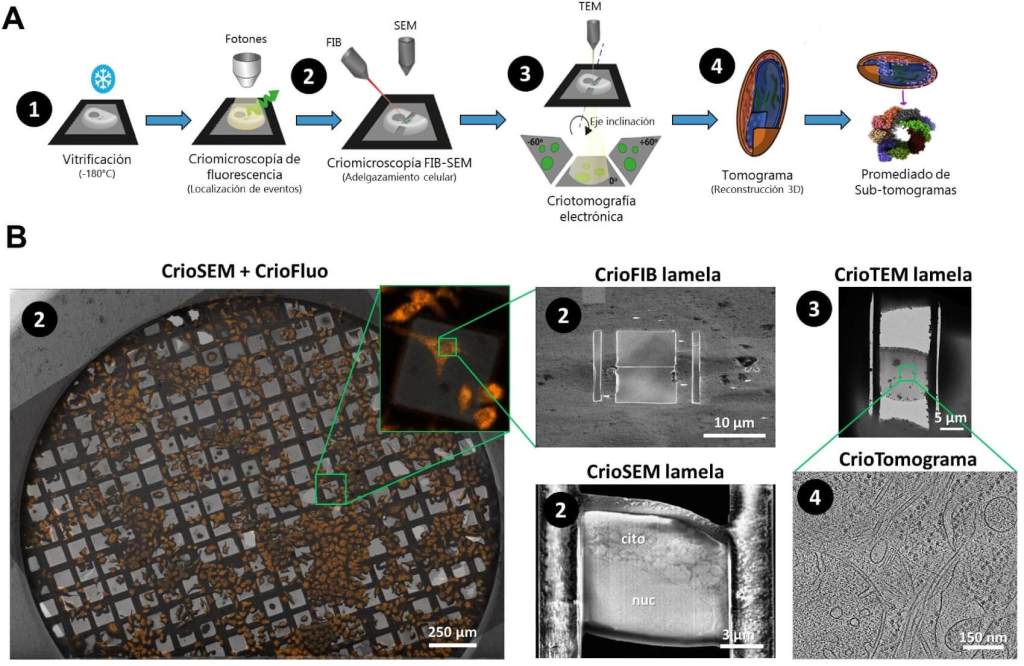 Figura 4. (A) Flujo de trabajo de un experimento de criomicroscopía correlativa que combina microscopía fotónica y tomografía electrónica. Los números indican la correspondencia con las imágenes del panel B. (B) La imagen de la izquierda muestra la superposición de microscopía de fluorescencia con microscopía FIB-SEM, junto con un aumento localizado en la zona de interés. Esta región fue adelgazada para formar una lamela, visible en las dos imágenes centrales: la vista superior corresponde a la imagen producida por un haz de iones enfocados (Focused Ion Beam, FIB), y la inferior al microscopio electrónico de barrido (SEM). La imagen de la derecha, arriba, presenta la lamela observada mediante microscopía electrónica de transmisión, mientras que la de abajo muestra una sección del volumen final reconstruido a partir de proyecciones adquiridas desde múltiples ángulos. 