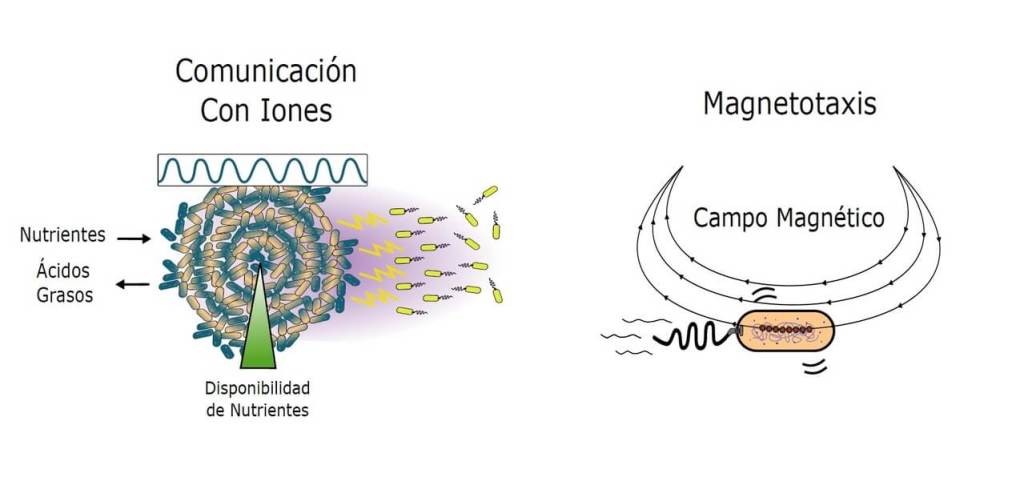 Comunicación bacterias