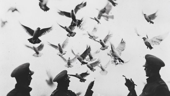 Palomas en guerra