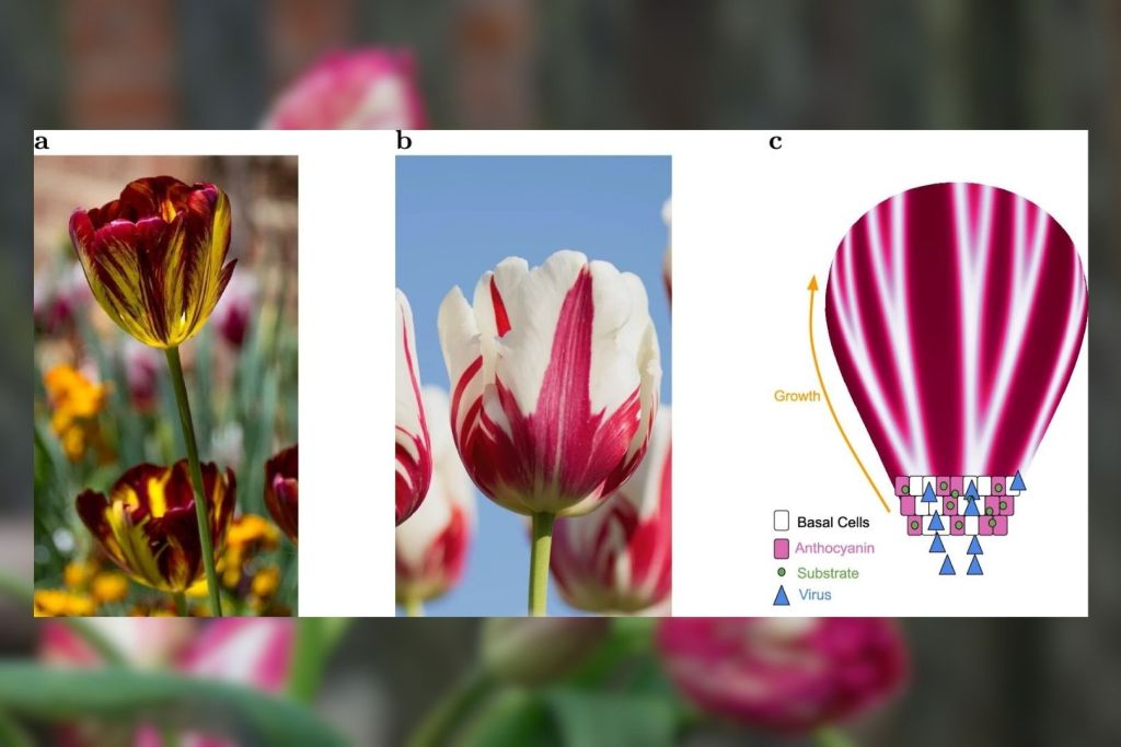 Tulipanes rayados