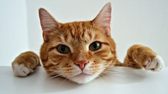 Descubren mutación genética gatos color naranja