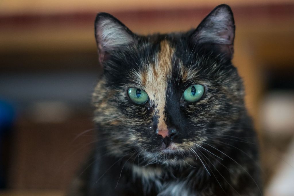 Las gatas calicó y las de pelaje carey también presentan una mutación localizada en el cromosoma X