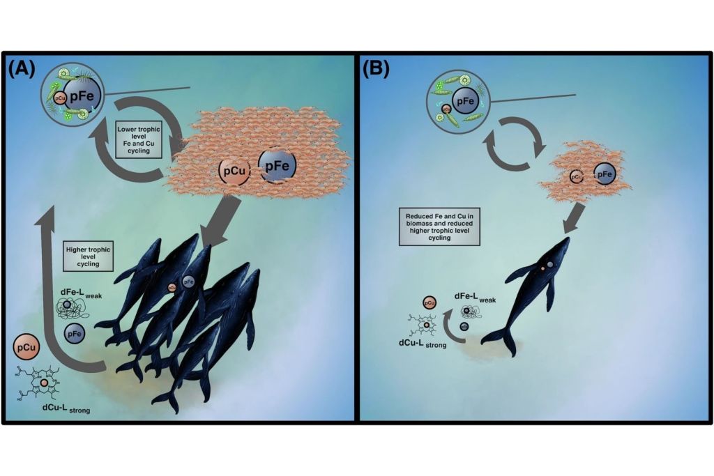 Alteración del reciclaje de hierro y cobre causada por la caza industrial de ballenas
