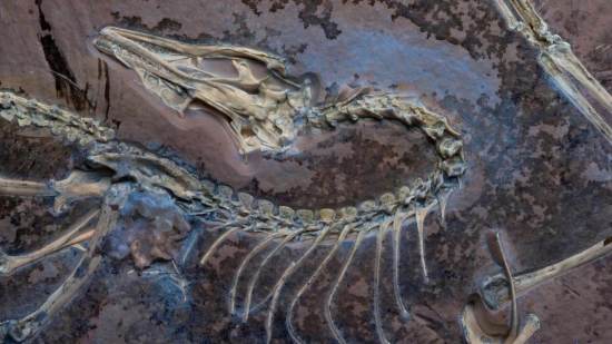 Un fósil del dinosaurio no aviano Archaeopteryx, iluminado con luz ultravioleta, revela con asombroso detalle su conservación tridimensional
