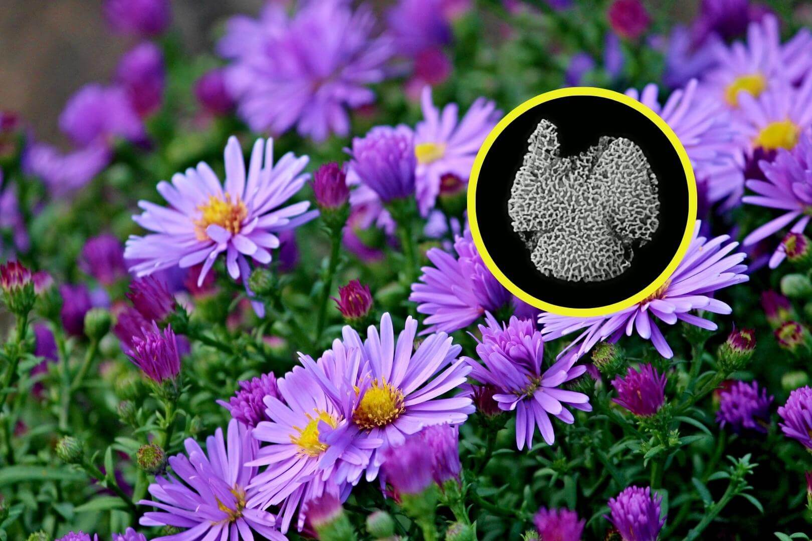 Las flores comenzaron a florecer en la Tierra 2 millones de años antes de lo que se creía hasta ahora
