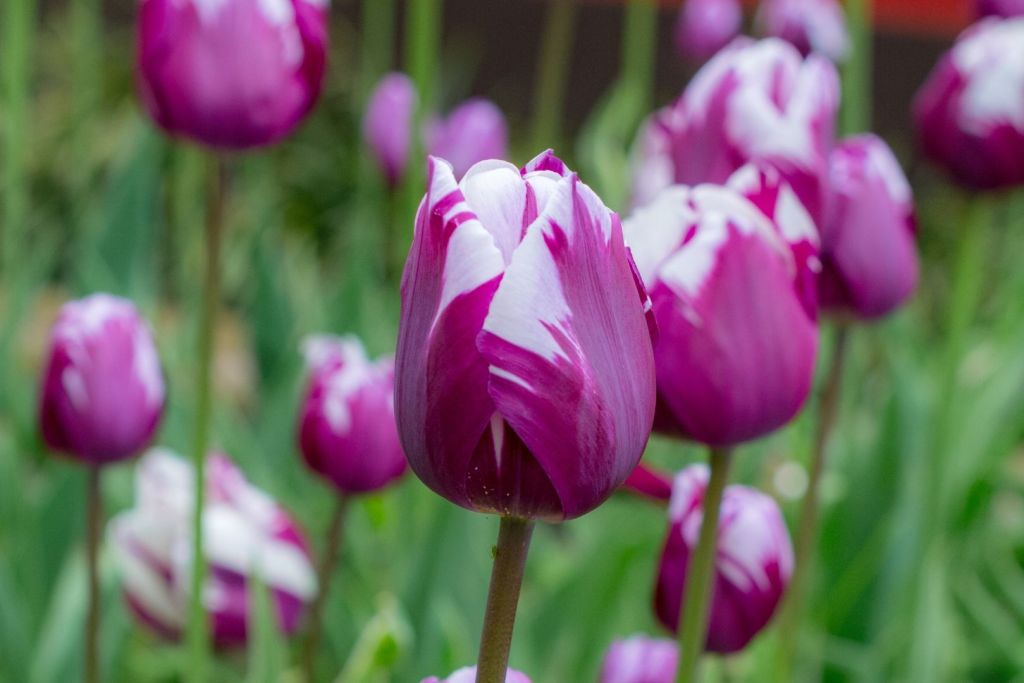 Tulipanes rayados