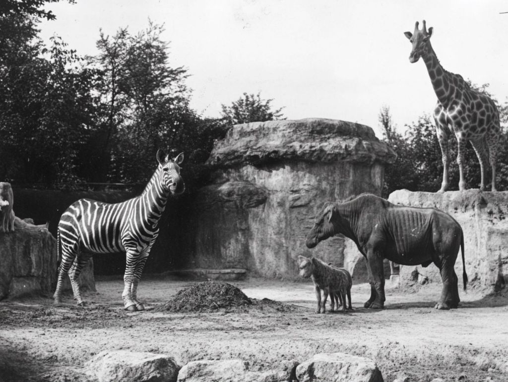 Animales en el zoo