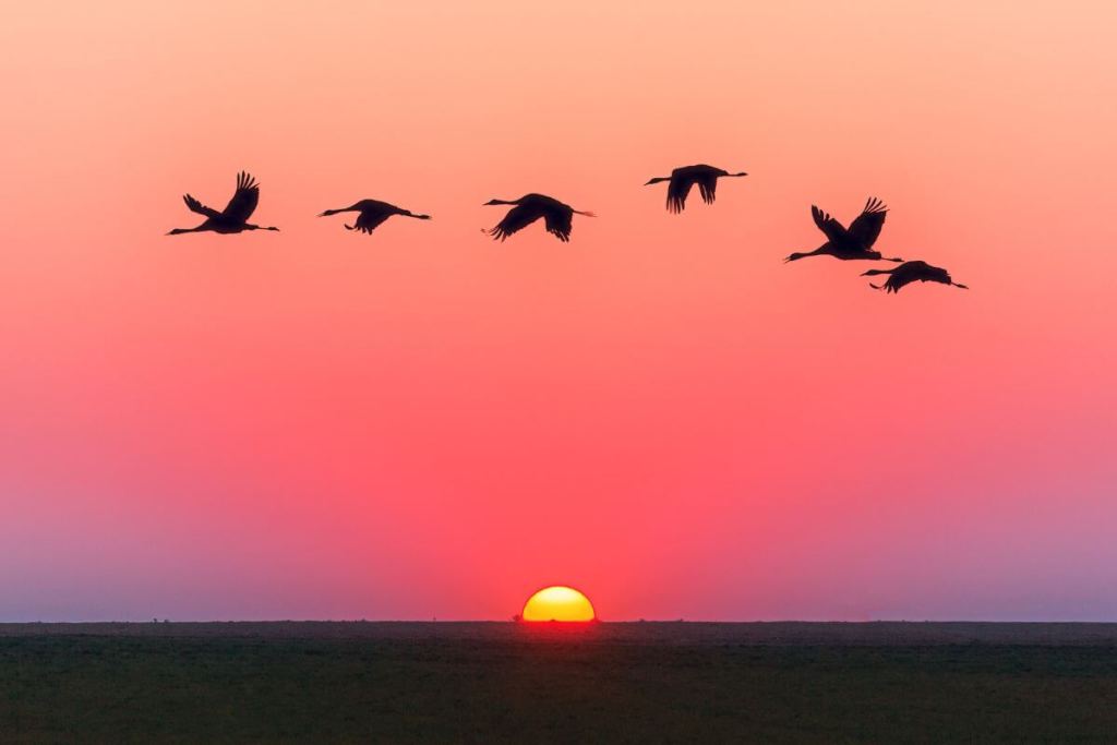 ¿Los animales se queman con el sol? Los filtros solares que usan los animales (y no son de farmacia) 2