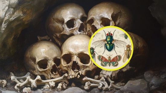 Entomología