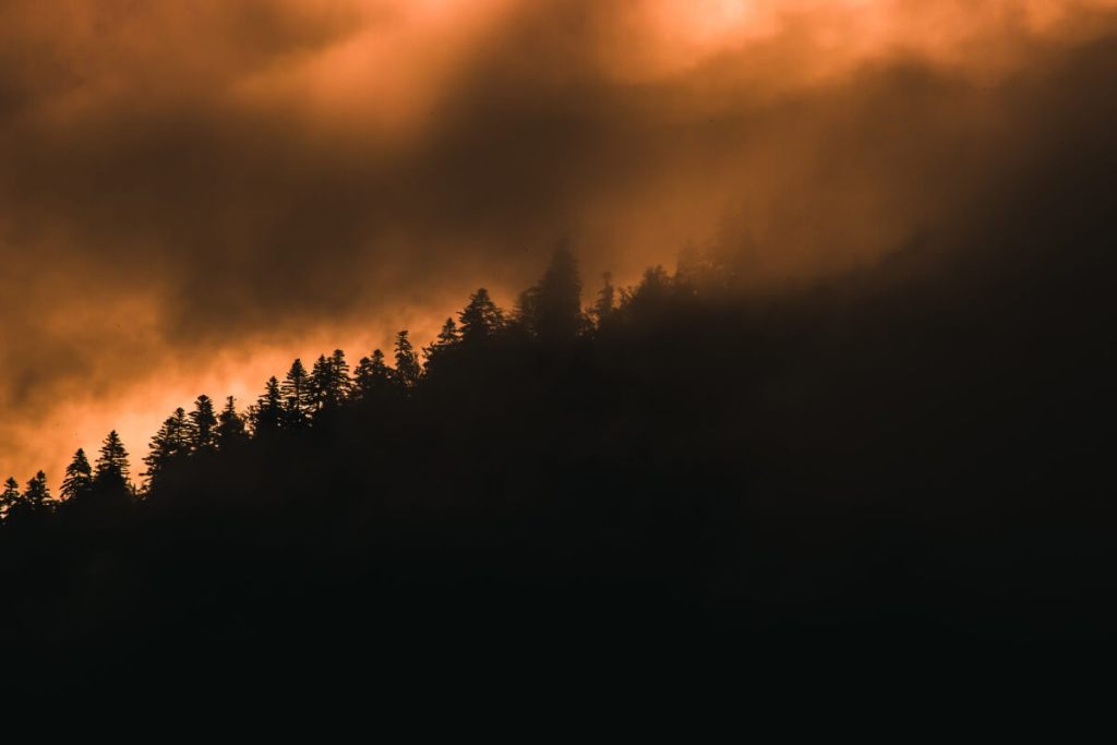 No es solo el calor, así se forma un incendio forestal (y por qué hay más que nunca) 2
