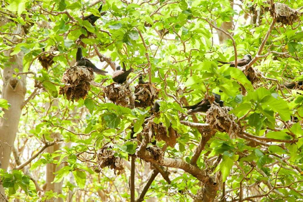Aves marinas que hacen sus nidos entre las ramas de los árboles Pisonia en Australia