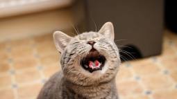 Descifran los maullidos de los gatos con un 95 % de precisión