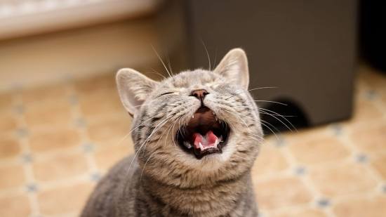 Descifran los maullidos de los gatos con un 95 % de precisión