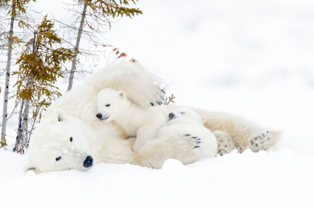 A pesar de su nombre, la Isla del Oso casi nunca recibe la visita de osos polares: estos grandes depredadores apenas logran llegar hasta allí por la falta de hielo marino