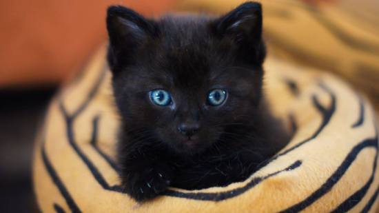 ¿Por qué tenemos gatos?