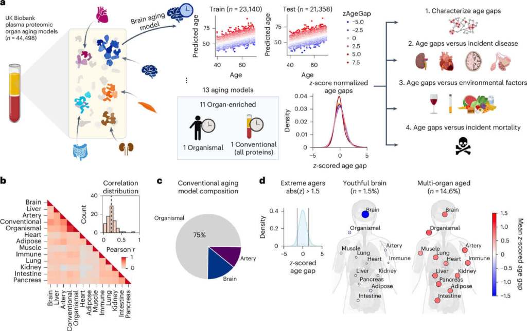 ¿Cómo es posible que dos personas de la misma edad envejezcan de forma tan distinta? Científicos de Stanford tienen la respuesta 1.png