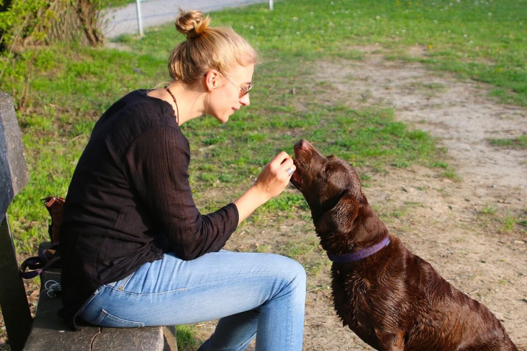 Este estudio plantea dudas sobre la capacidad de los perros para evaluar el carácter humano en contextos controlados. Fuente: Pixabay.