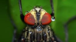 ¿Las moscas viven solo un día? La ciencia desmonta este y otros mitos del reino animal que siguen muy vivos