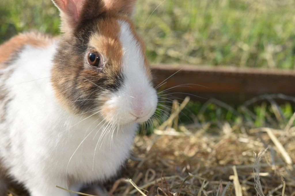 Conejo