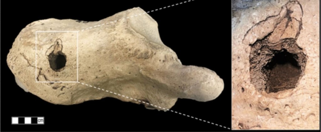 Lesión de un Lestodon
