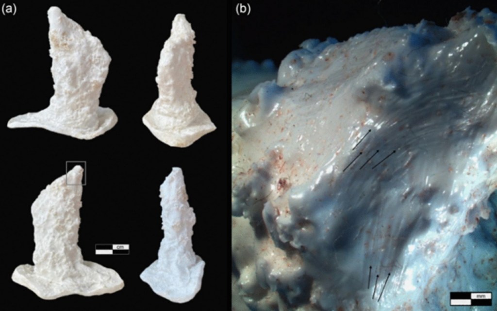 Moldes de silicona, lesión de un Lestodon